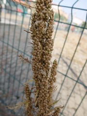 Artemisia tournefortiana