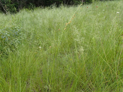 Dipcadi marlothii