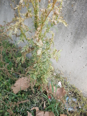 Artemisia tournefortiana