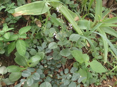 Plectranthus purpuratus