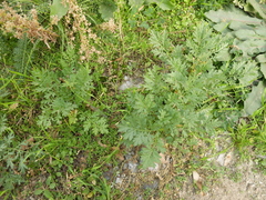 Artemisia tournefortiana