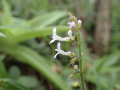 Plectranthus purpuratus