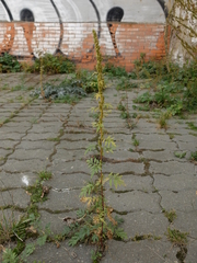 Artemisia tournefortiana