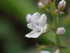 Plectranthus purpuratus