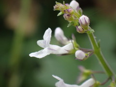 Plectranthus purpuratus