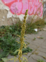 Artemisia tournefortiana