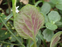 Plectranthus purpuratus