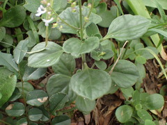 Plectranthus purpuratus