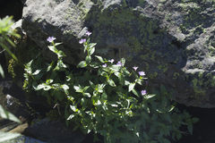 Epilobium algidum