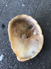 Crepidula fornicata image