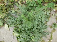 Artemisia tournefortiana