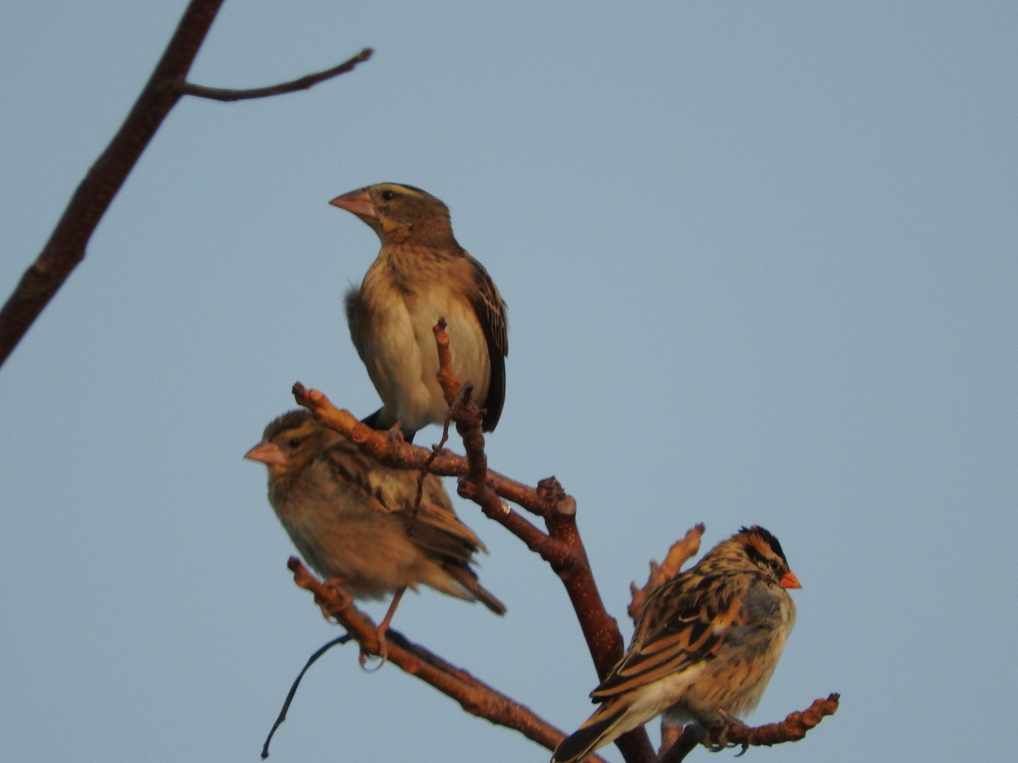 Golden-backed Bishop (Euplectes aureus), photo 4
