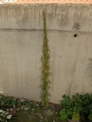 Artemisia tournefortiana