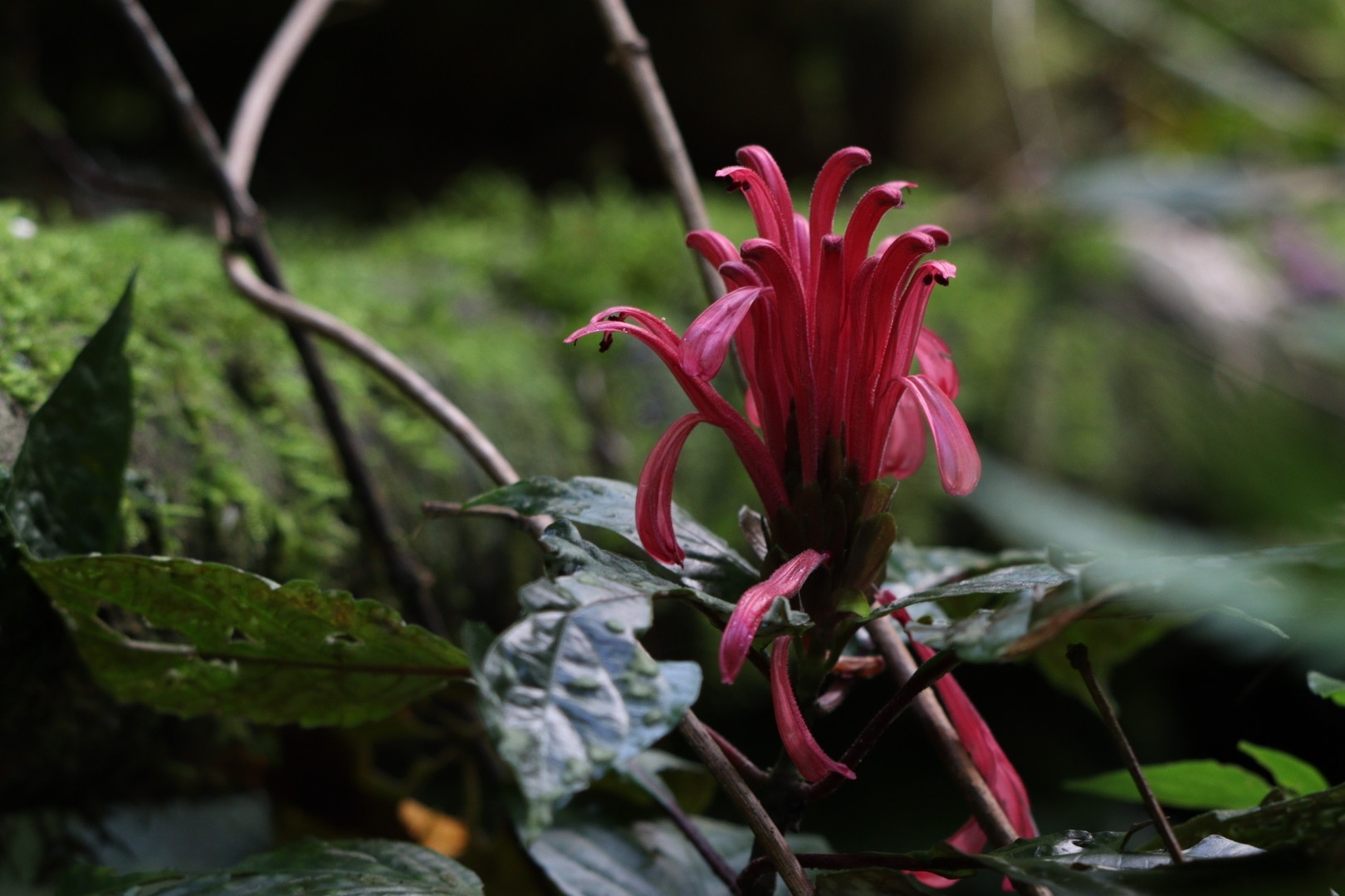 Justicia carnea
