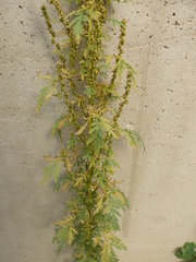 Artemisia tournefortiana