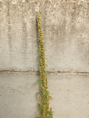 Artemisia tournefortiana