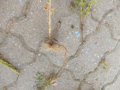 Artemisia tournefortiana