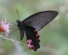 Papilio protenor protenor