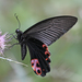 Papilio protenor protenor - Photo (c) Shriram Bhakare, alguns direitos reservados (CC BY-NC), uploaded by Shriram Bhakare