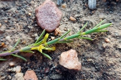 Struthiola eckloniana