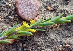 Struthiola eckloniana