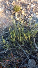 Struthiola eckloniana