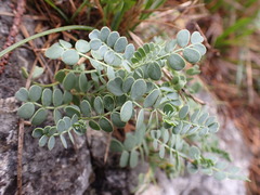 Coronilla vaginalis