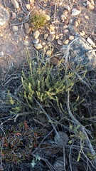 Struthiola eckloniana