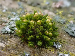 Orthotrichum schimperi