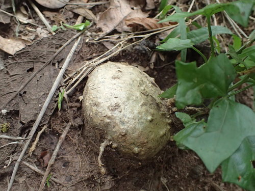 Gerrardanthus macrorhizus