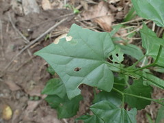 Gerrardanthus macrorhizus