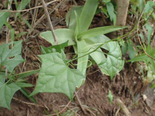 Gerrardanthus macrorhizus