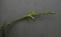 Struthiola eckloniana