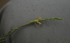 Struthiola eckloniana