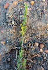 Struthiola eckloniana