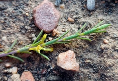 Struthiola eckloniana