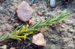 Struthiola eckloniana