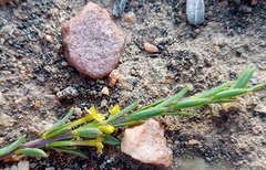Struthiola eckloniana