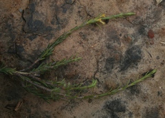 Struthiola eckloniana