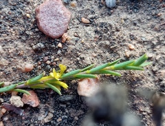 Struthiola eckloniana
