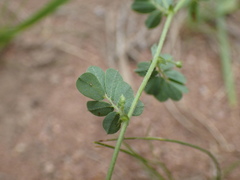 Aeschynomene brevifolia