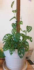 Monstera obliqua