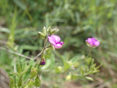 Polygala serpentaria