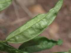 Polygala serpentaria