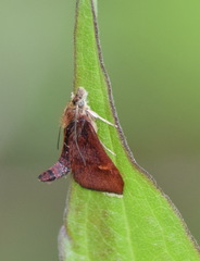 Pyrausta obfuscata