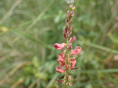 Indigofera eriocarpa