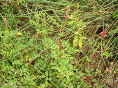 Indigofera eriocarpa