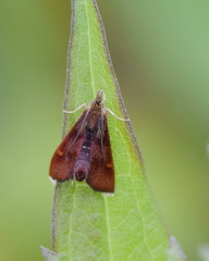 Pyrausta obfuscata