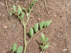 Indigofera eriocarpa