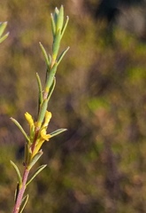 Struthiola eckloniana